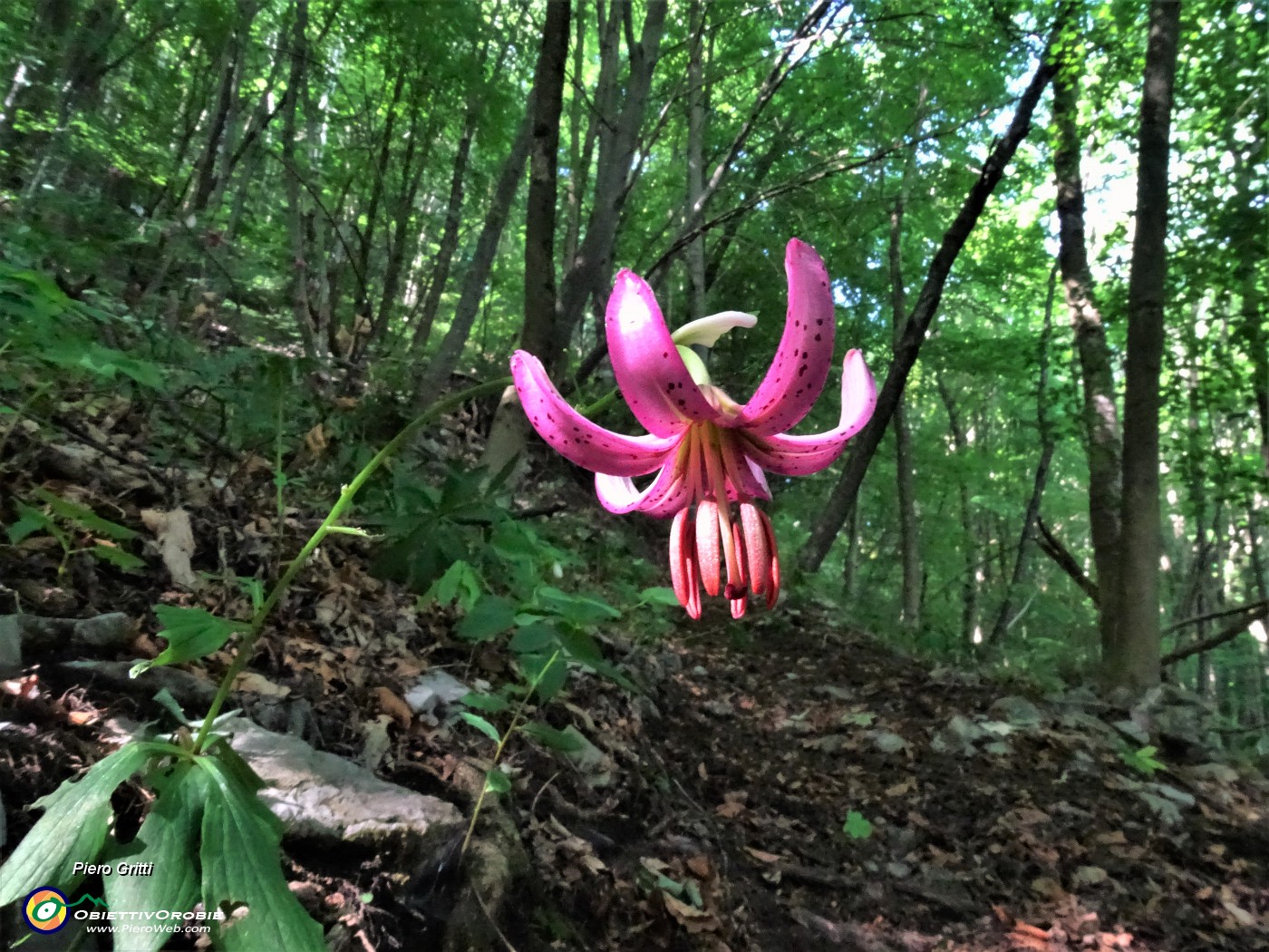 17 Lilium martagon (Giglio martagone).JPG